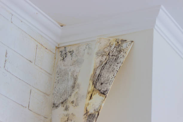 Best Water damage restoration specialists  in USA